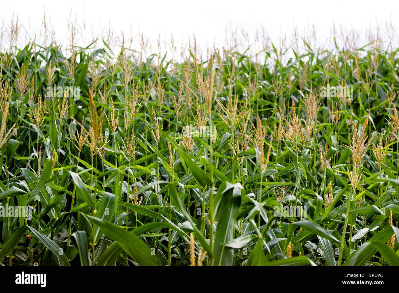 Full grown maize plants seen in a corn field. Agriculture in Brazil is one of the main bases of the country's economy. Agriculture is an activity that is part of the primary sector where the land is cultivated and harvested for subsistence, export or trade. Stock Photo