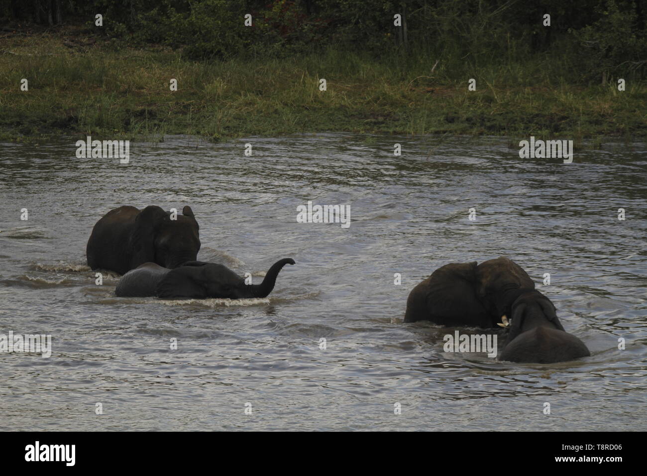 swimming Elephants in pioneer dam, near Mopani Camp Stock Photo