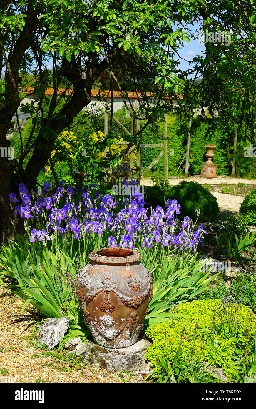 Irises in the walled garden at Houghton Lodge Gardens Stock Photo