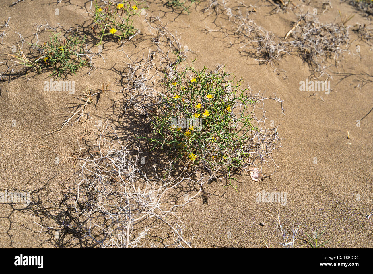 Launaea arborescens in Lanzarote island. Yellow flowers of Launaea arborescens plant by sea Stock Photo