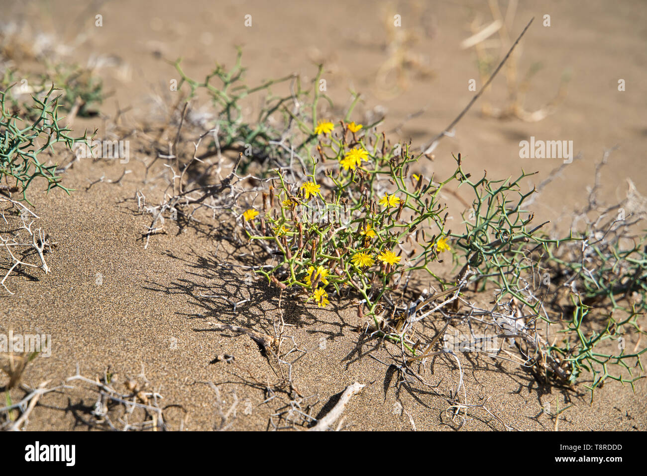 Yellow Flowers on Sand. Close-up of yellow flowers. Photo taken on the terrain of Los Ajaches in the Province of Las Palmas in Spain Stock Photo