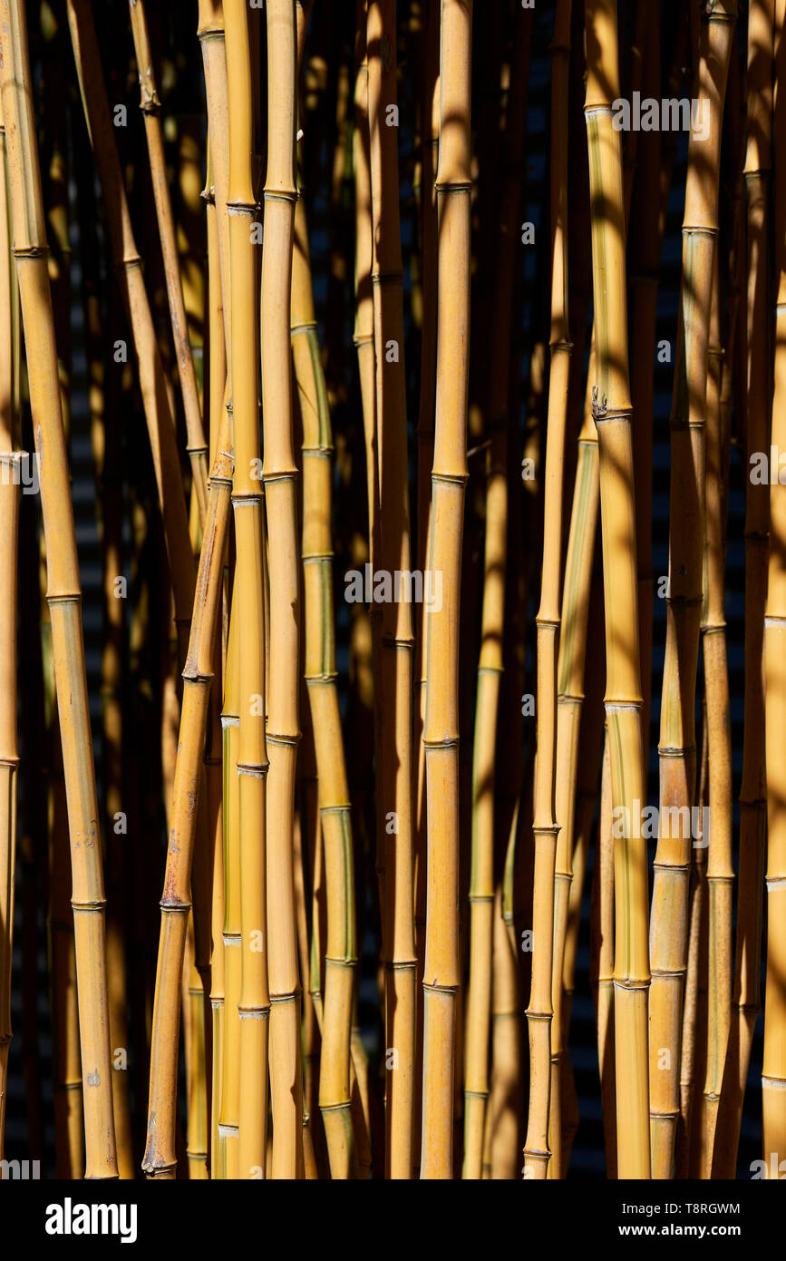 A mass planting of natural yellow bamboo. Stock Photo