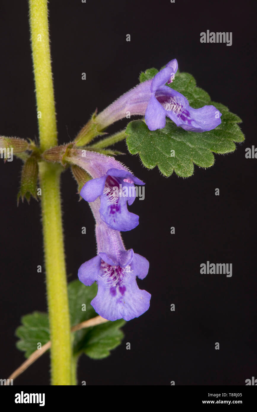 Ground-ivy (Glechoma hederacea) blue flowers on prostrate evergreen creeper against black background, Berkshire, April Stock Photo