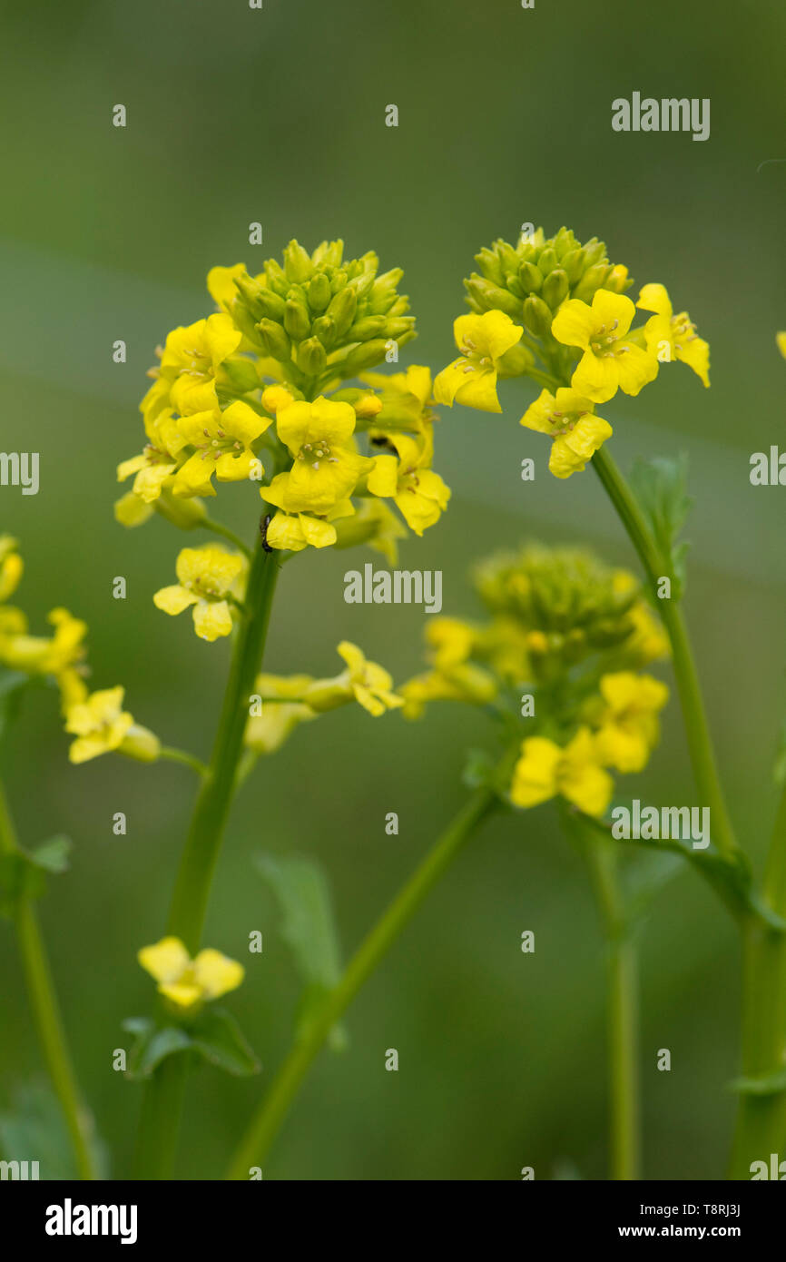 Common wintercress, bittercress or rocketcress, Barbarea vulgaris, yellow flowering plant, Berkshire, April Stock Photo