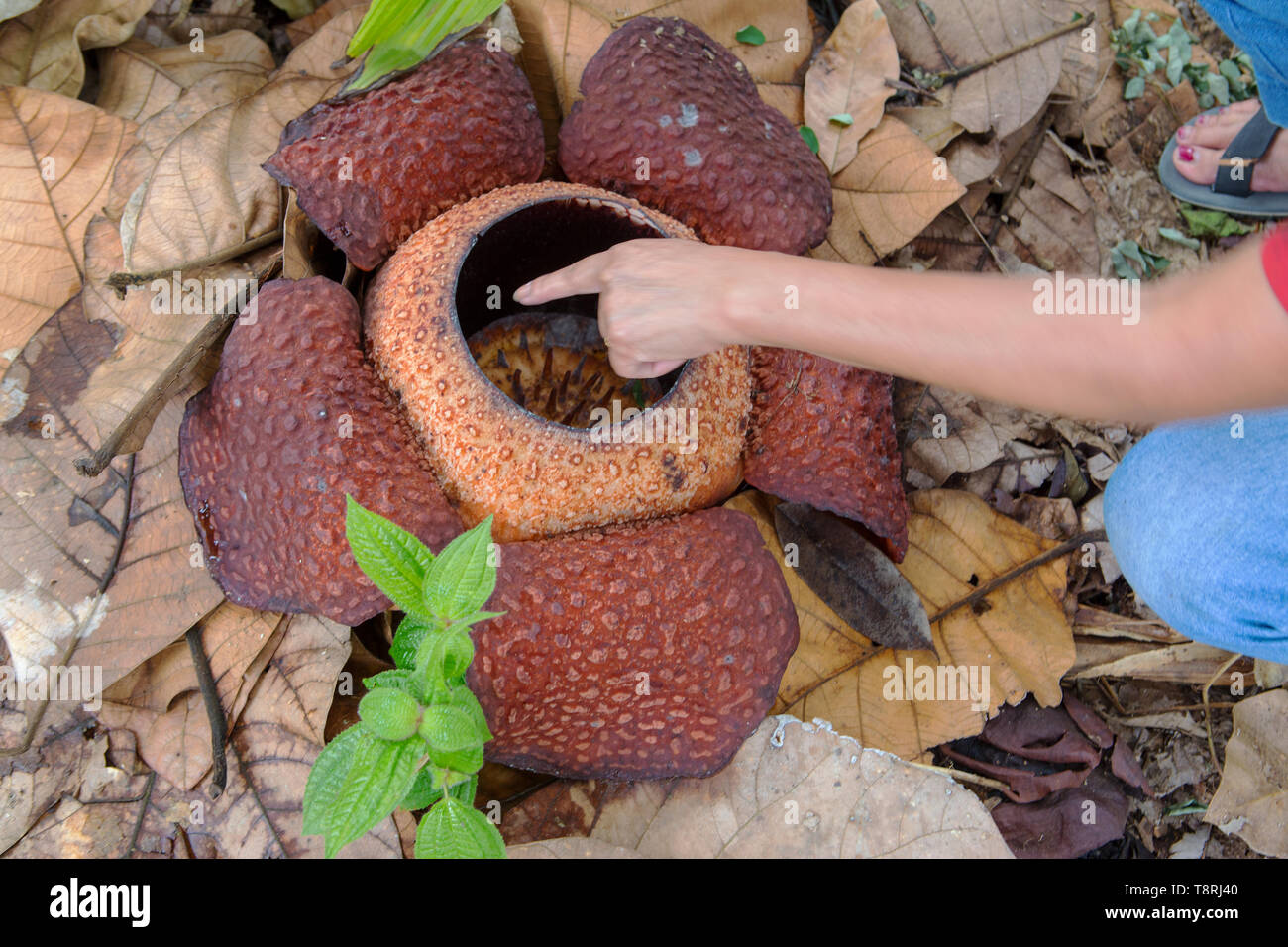 A rafflesia flower at Poring in Sabah Malaysia Stock Photo