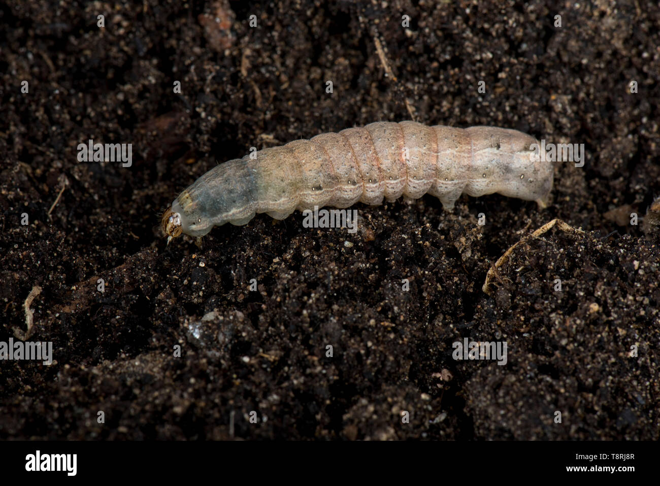 Lesser yellow underwing (Noctua comes) final instar caterpillar a polyphagous pest and cutworm in soil Stock Photo