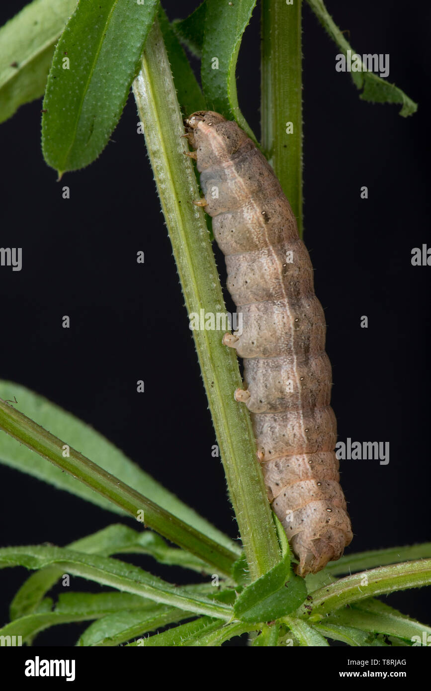 Lesser yellow underwing (Noctua comes) final instar caterpillar on cleavers (Galium aparine) a polyphagous pest and cutworm in soil Stock Photo