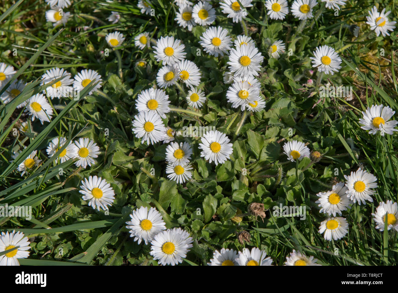 Flowering daisy (Bellis perennis) in a garden lawn, white daisy flowers ...