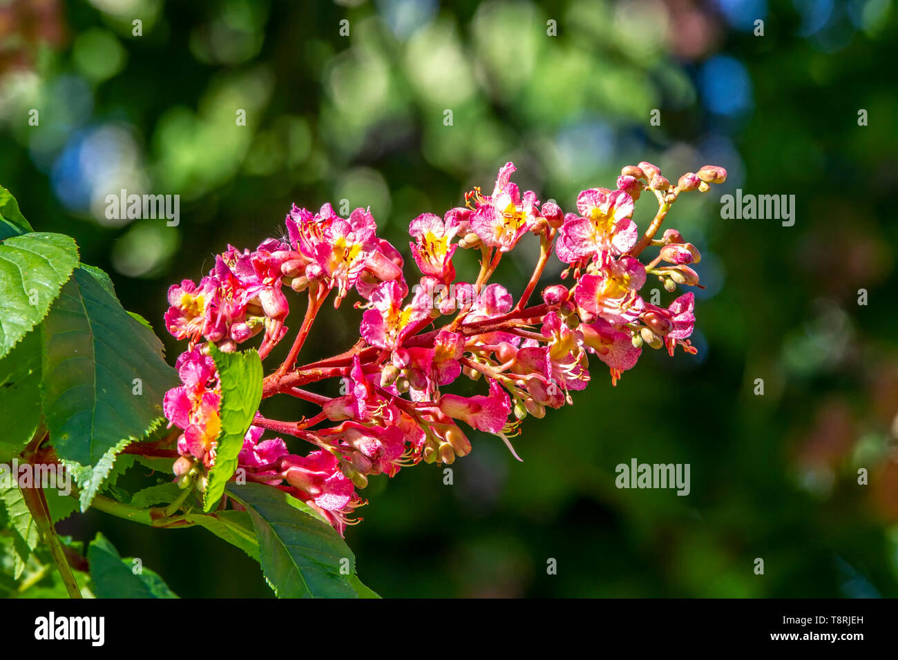 Aesculus x carnea 'Briotii' The Red Flowering Horse Chestnut Tree ...