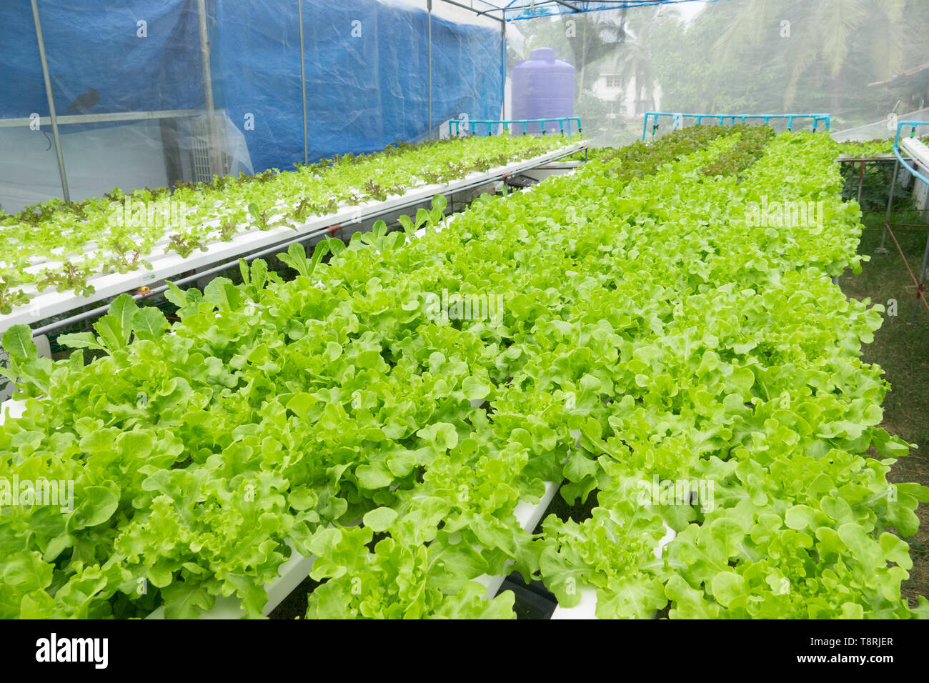 Hydroponic lettuces in hydroponic pipe. Hydroponic vegetable farm Stock Photo