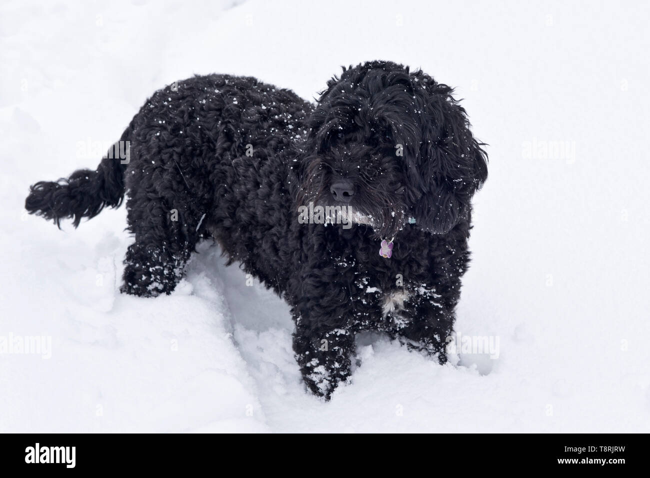 Cocker spaniel poodle cross hi-res stock photography and images - Alamy