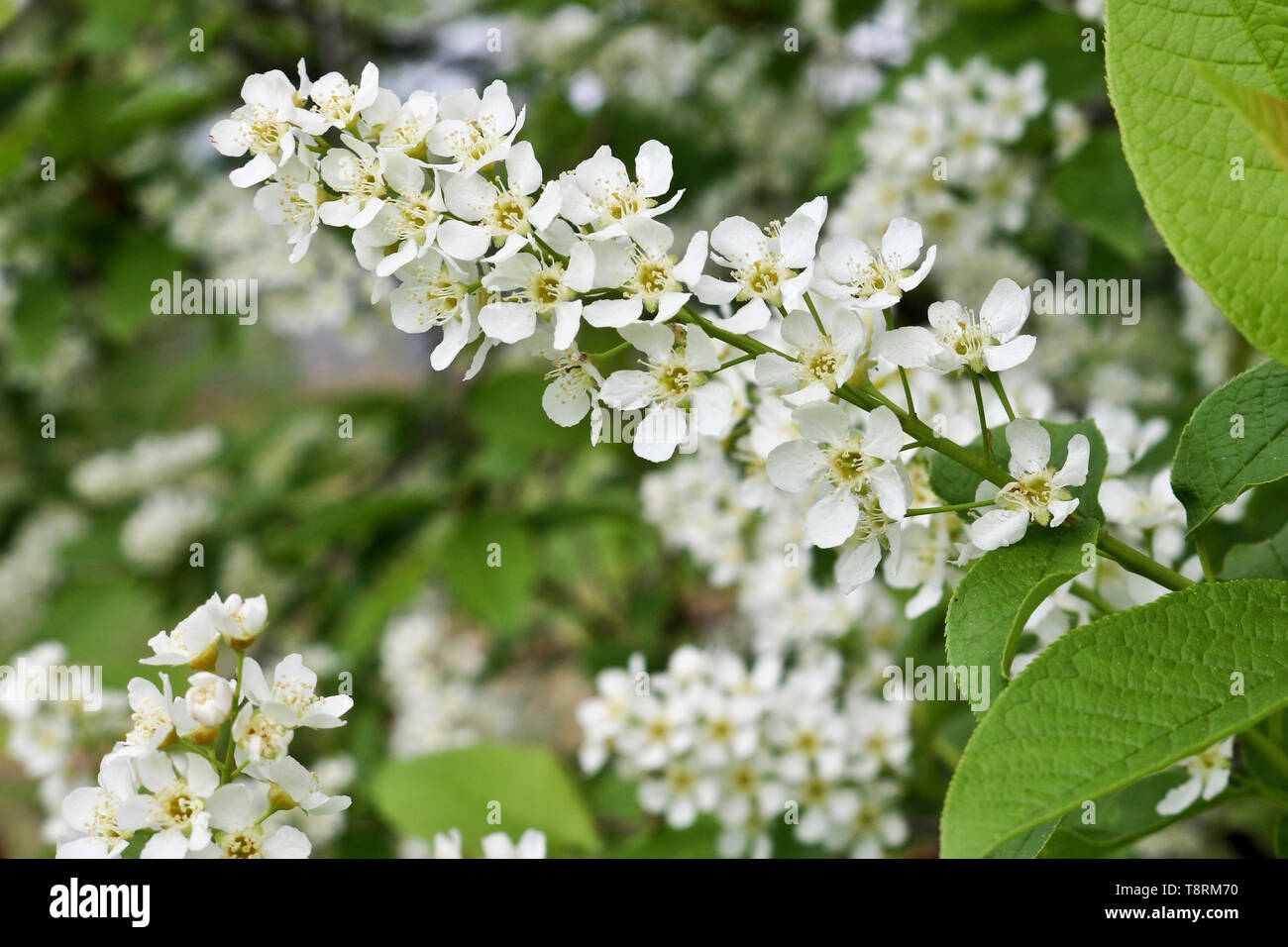 Bird cherry branch (Prunus padus) with white flowers. Prunus, hackberry ...