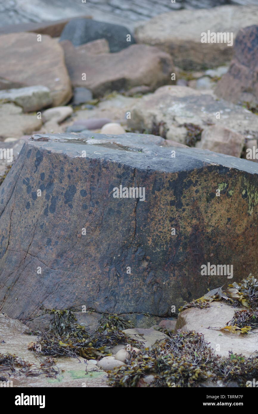 Fossilised Carboniferous Lepidodendron Tree Trunk on the Beach at Crail, Fife, Scotland, UK. Stock Photo