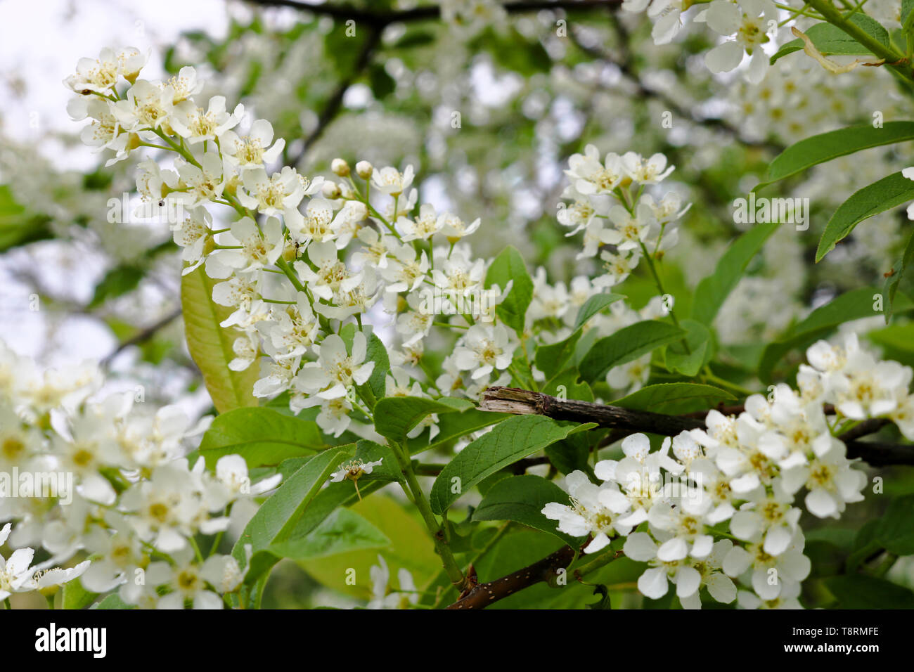 Bird cherry branch (Prunus padus) with white flowers. Prunus, hackberry ...