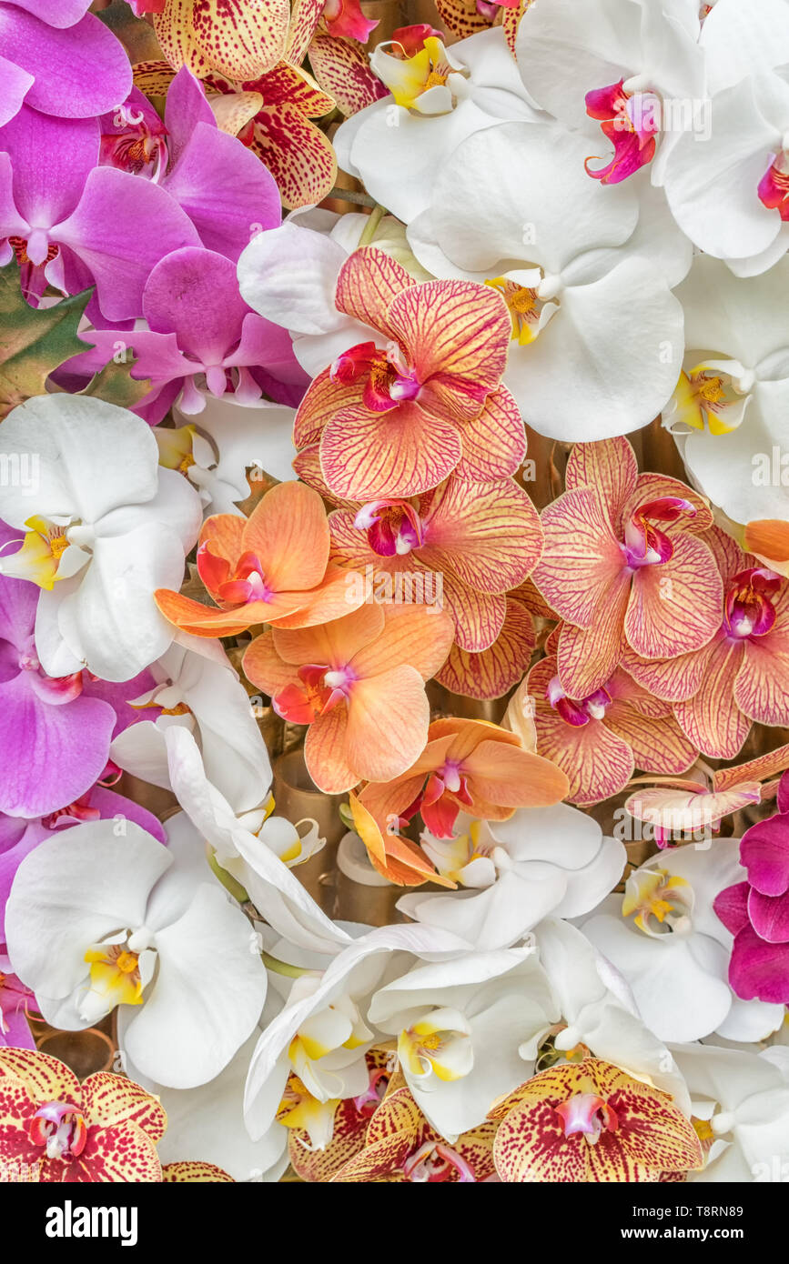 Different orchids hi-res stock photography and images - Alamy