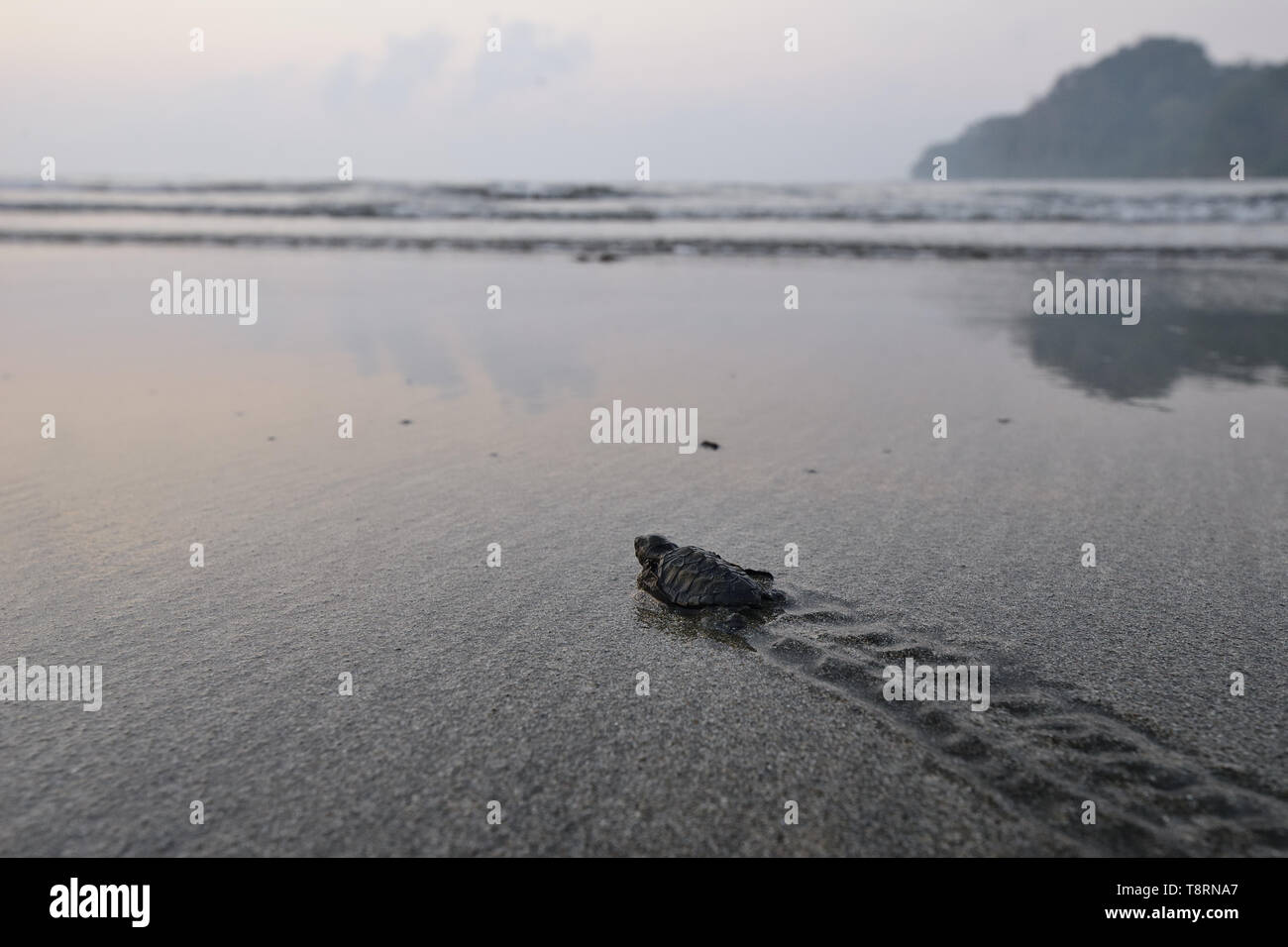 India, Baby turtle early morning on the Kalipur Beach of the Andaman and Nicobar Islands Stock Photo