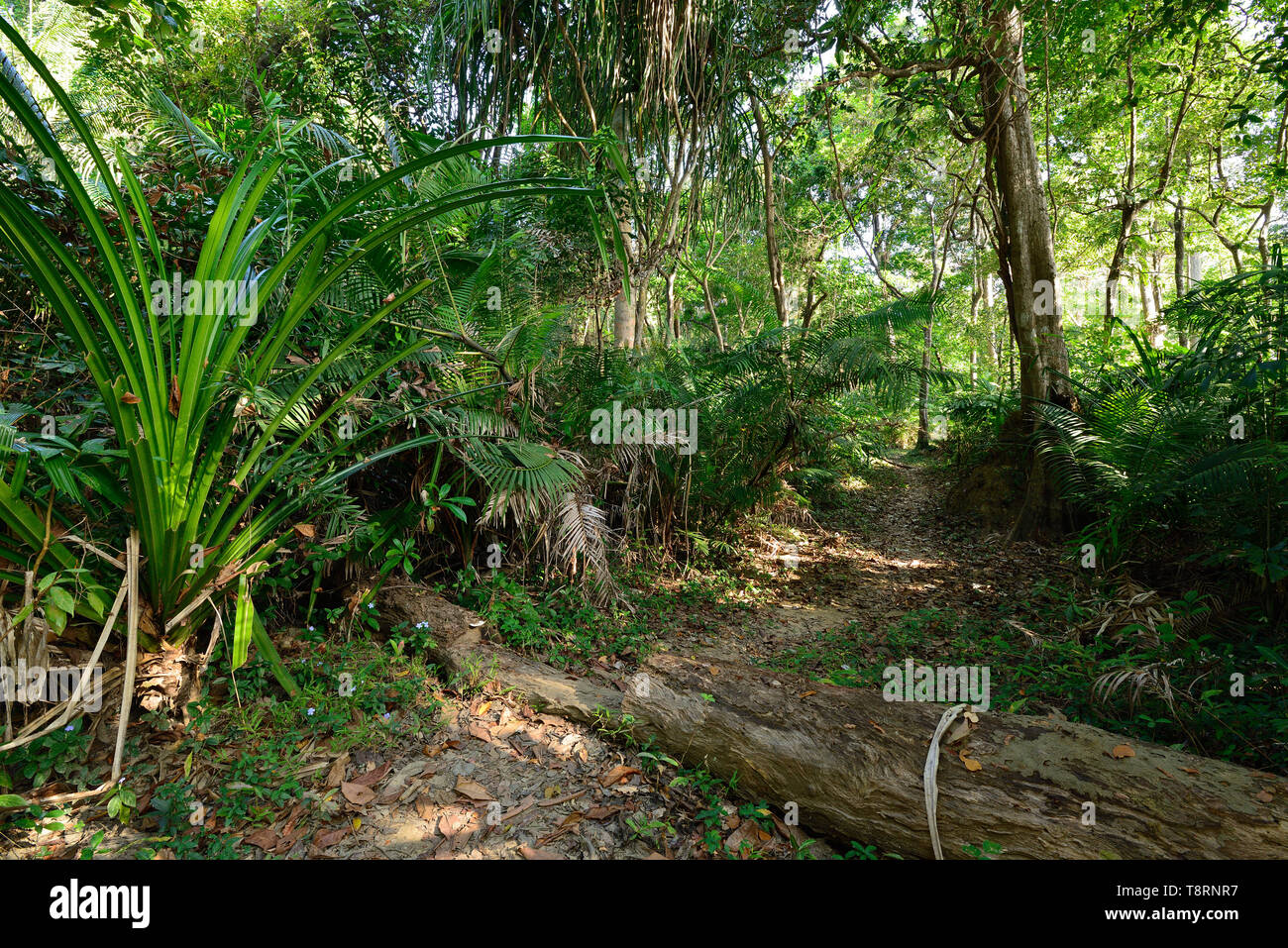 Trekking in the jungle for the highest Saddle peak of the Andaman and Nicobar Islands Stock Photo