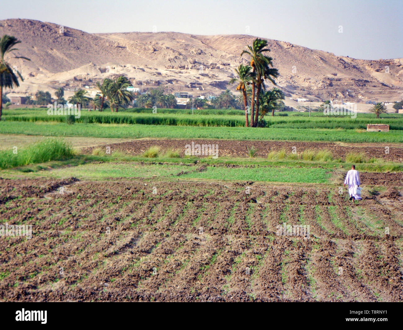 A Farmer in a field Egypt Stock Photo - Alamy