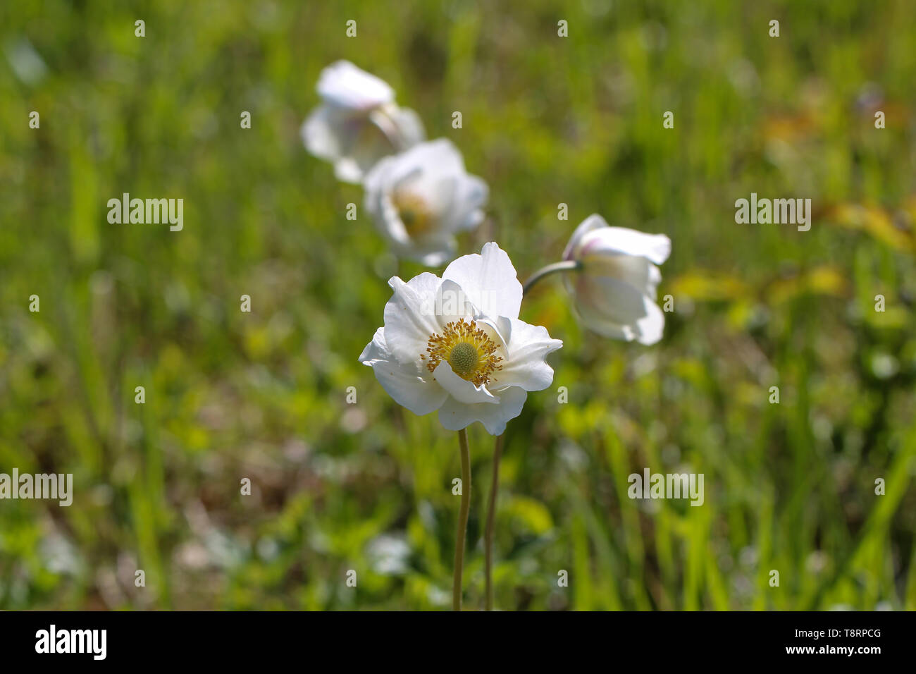 White wood anemone flowers, as a first sign of spring in the forest