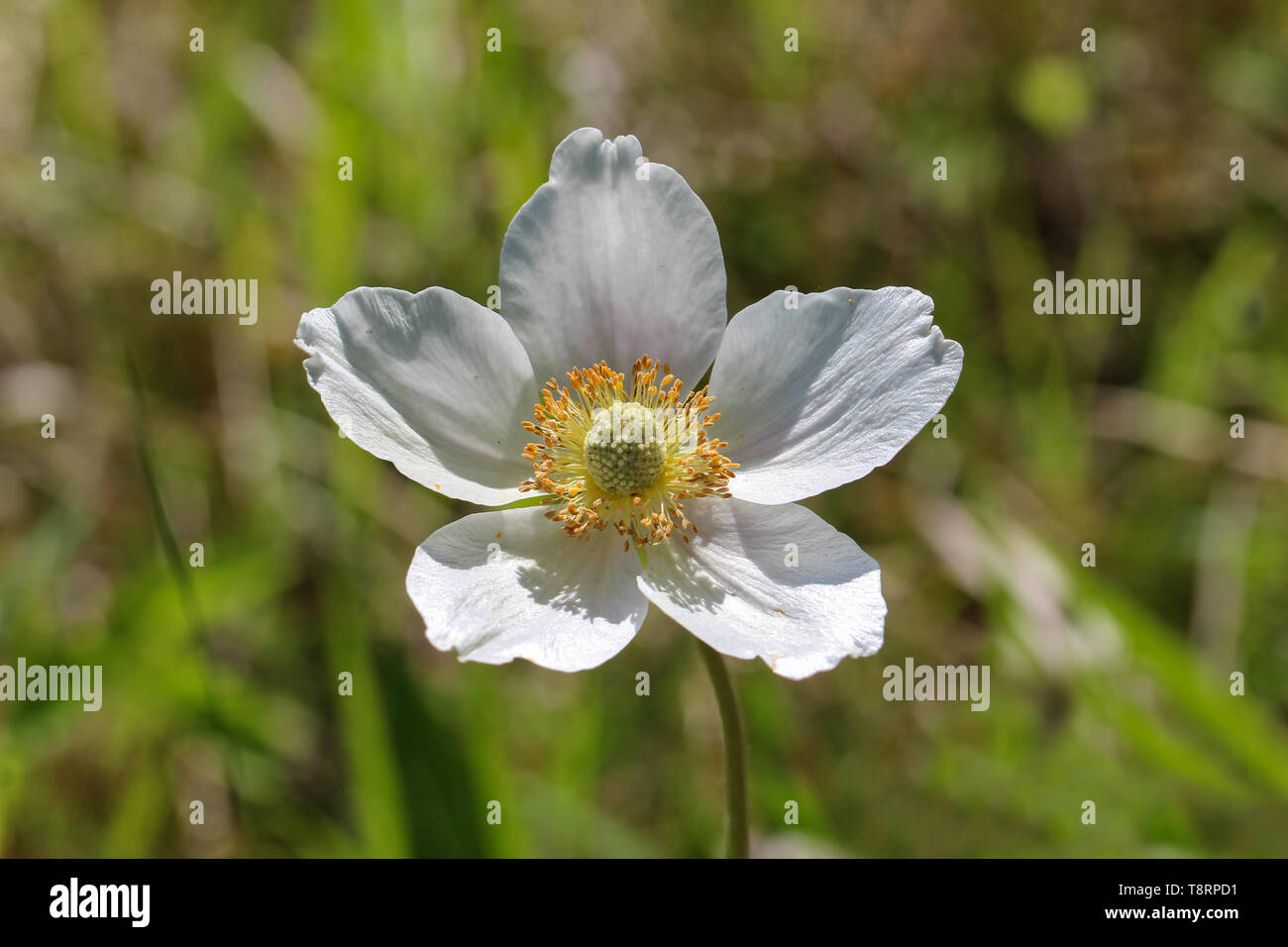 White wood anemone flowers, as a first sign of spring in the forest - Anemone nemorosa. Stock Photo