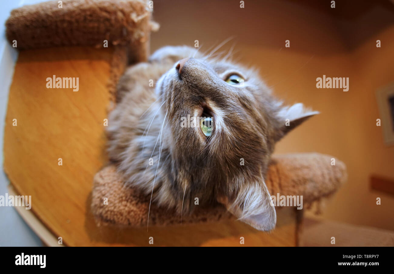 Montreal, Canada,May 13, 2019.Close-up of a grey house-cat on stairs.Montreal,Quebec,Canada.Credit:Mario Beauregard/Alamy Live News Stock Photo