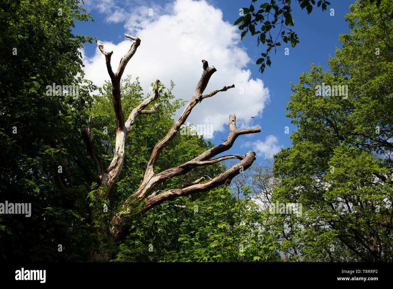 Dead tree struck by lightning hi-res stock photography and images - Alamy