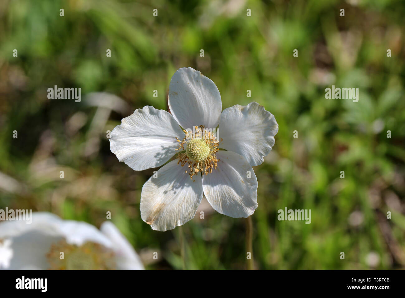 White wood anemone flowers, as a first sign of spring in the forest