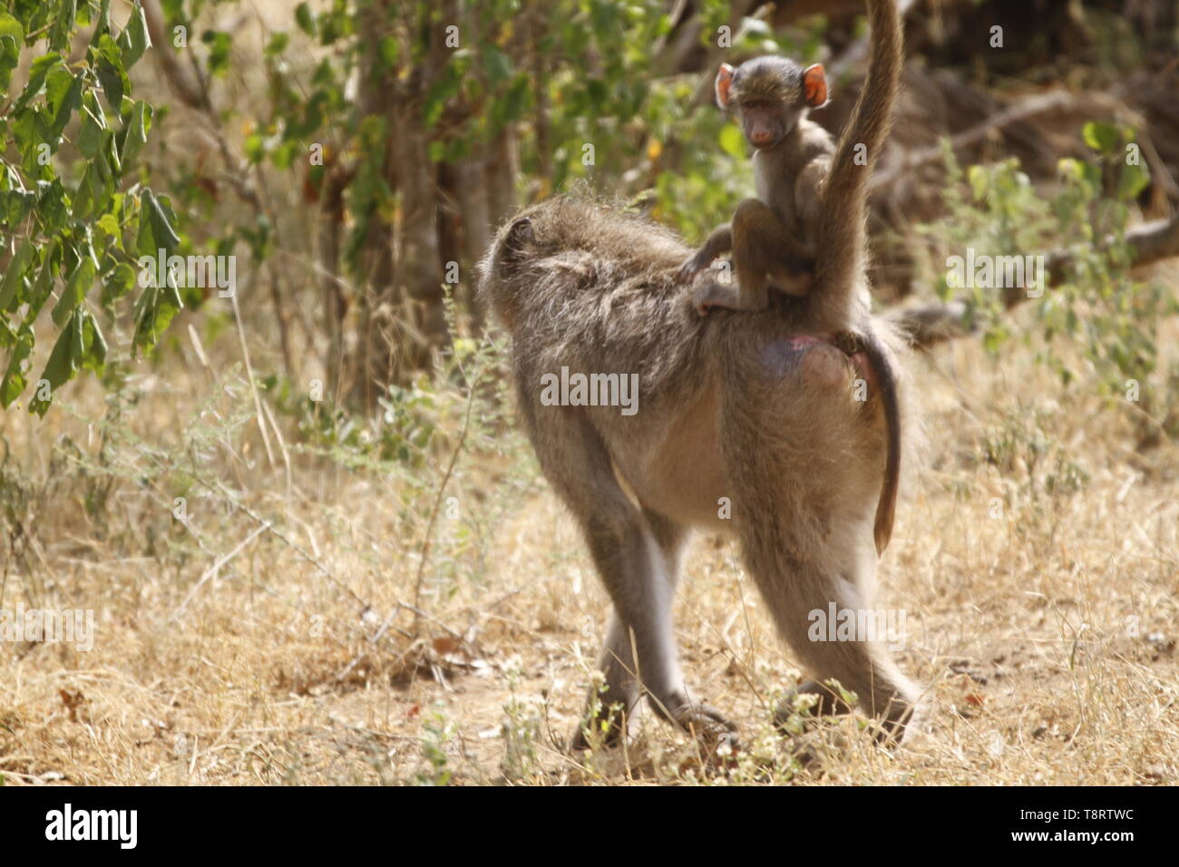 South africa game park ride hi-res stock photography and images - Alamy