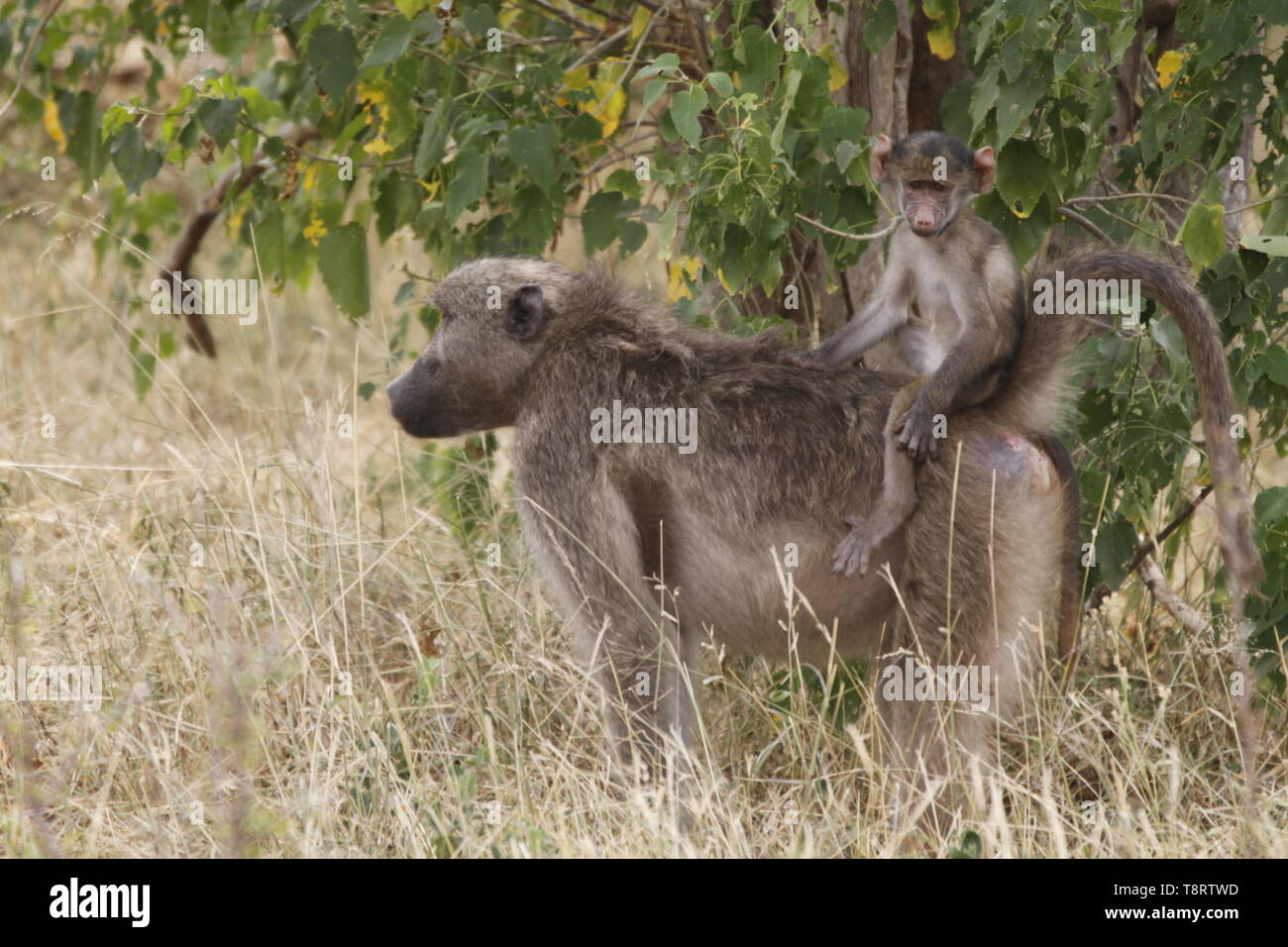 Baby baboon riding on mothers back lowrider style Stock Photo - Alamy