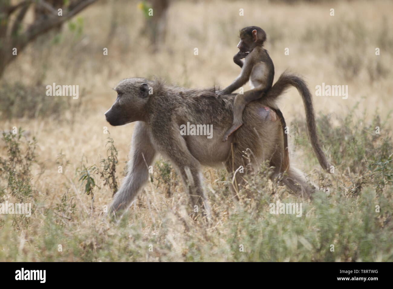 Baby baboon riding on mothers back lowrider style Stock Photo - Alamy