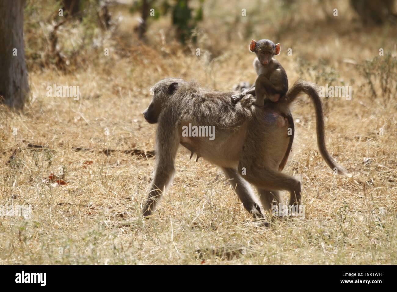 Baby baboon riding on mothers back lowrider style Stock Photo - Alamy