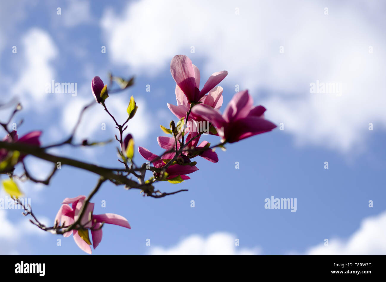 Magnolia tree blooming in spring with blue sky in the background Stock ...