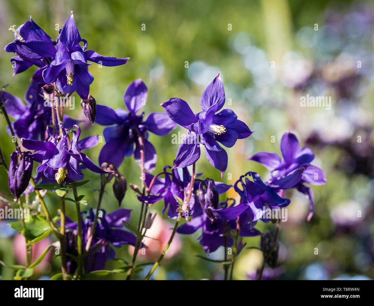 Dark purple Columbine (Aquilegia vulgaris) flowers in a flower border. Stock Photo