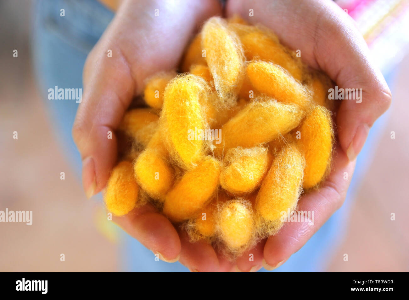 chrysalis yellow silkworm cocoons in woman hands Stock Photo