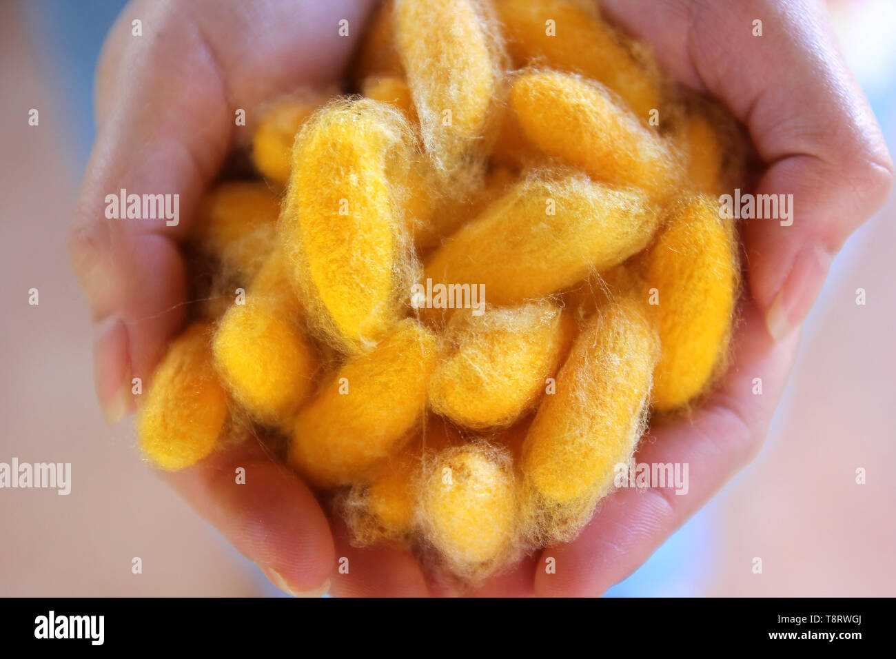 chrysalis yellow silkworm cocoons in woman hands Stock Photo