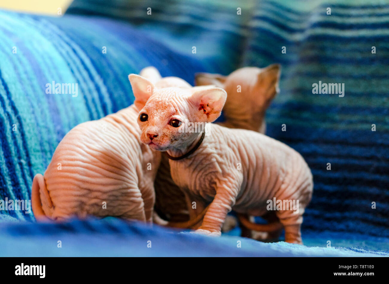Baby sphinx kitten (an hairless breed), a few weeks old, playing around and exploring on a blue striped background Stock Photo - Alamy Baby sphinx kitten (an hairless breed), a few weeks old, playing around and exploring on a blue striped background Stock Photo - Alamy