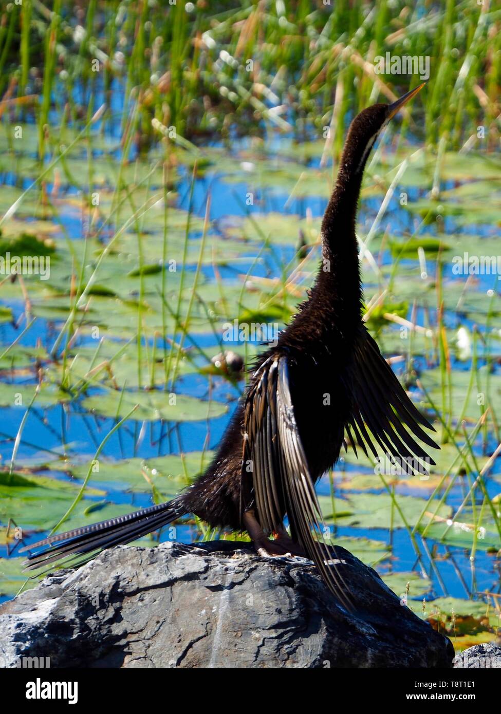 Australasian Darter Bird Stock Photo Alamy