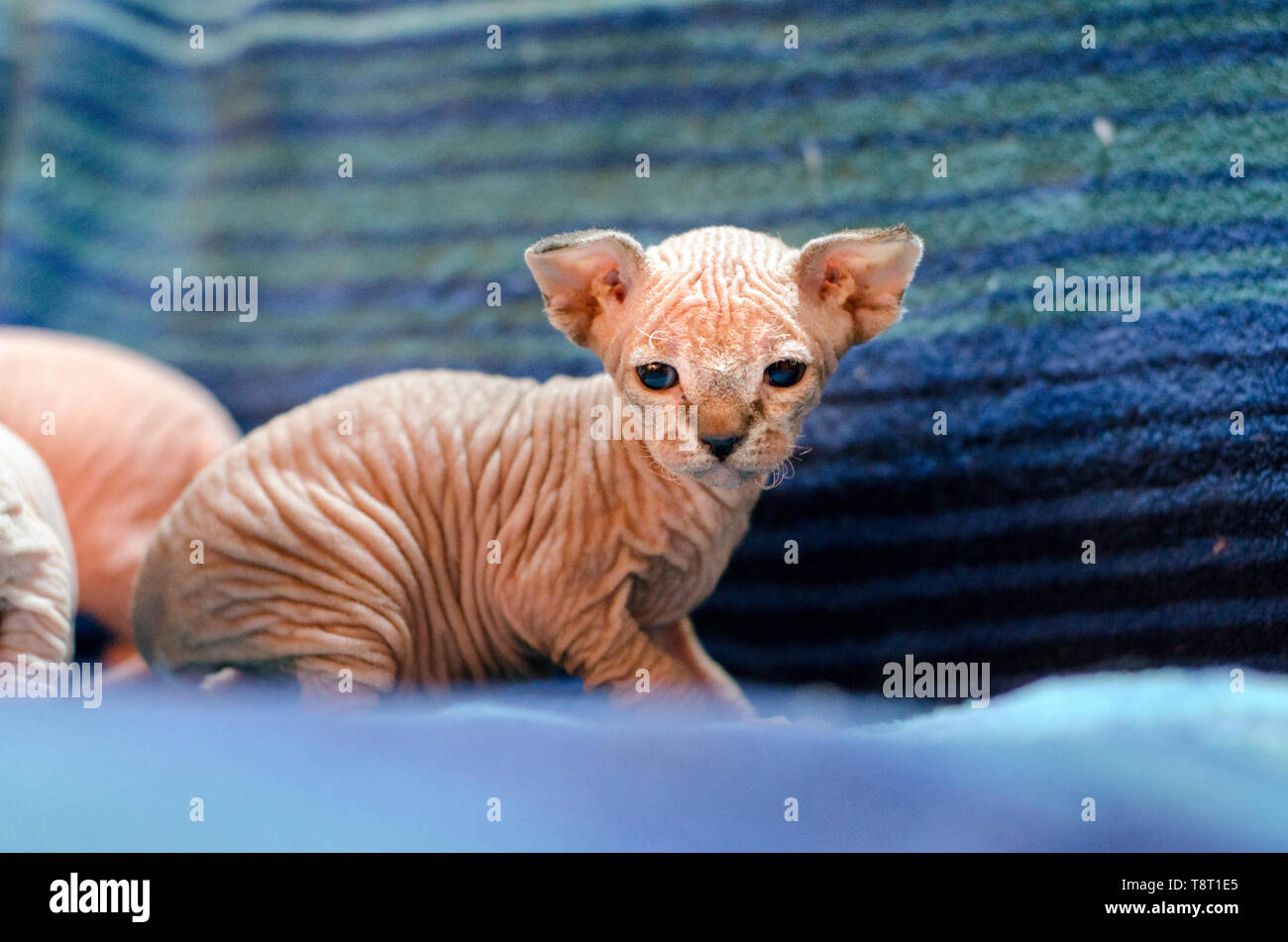 Sphynx babies sales
