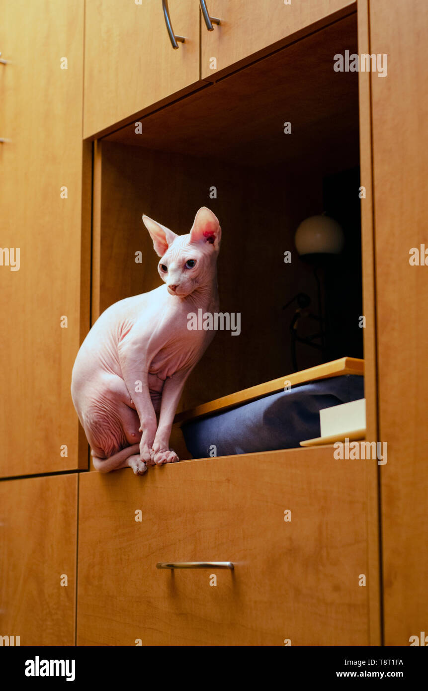 A pink sphinx cat (an hairless breed) sitting inside of an orange ...
