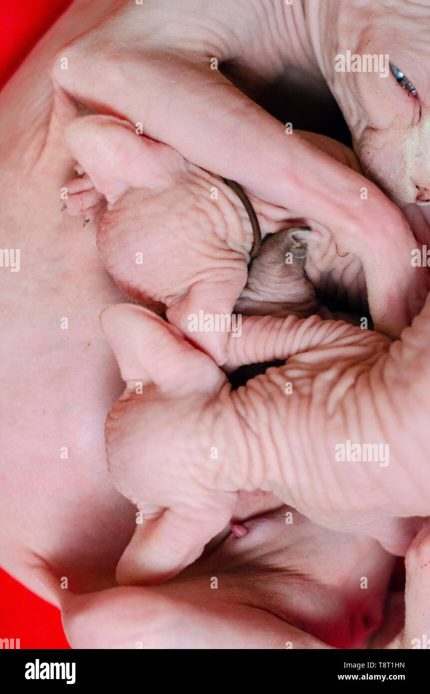 A mother sphinx cat a hairless race with her baby kitten Stock