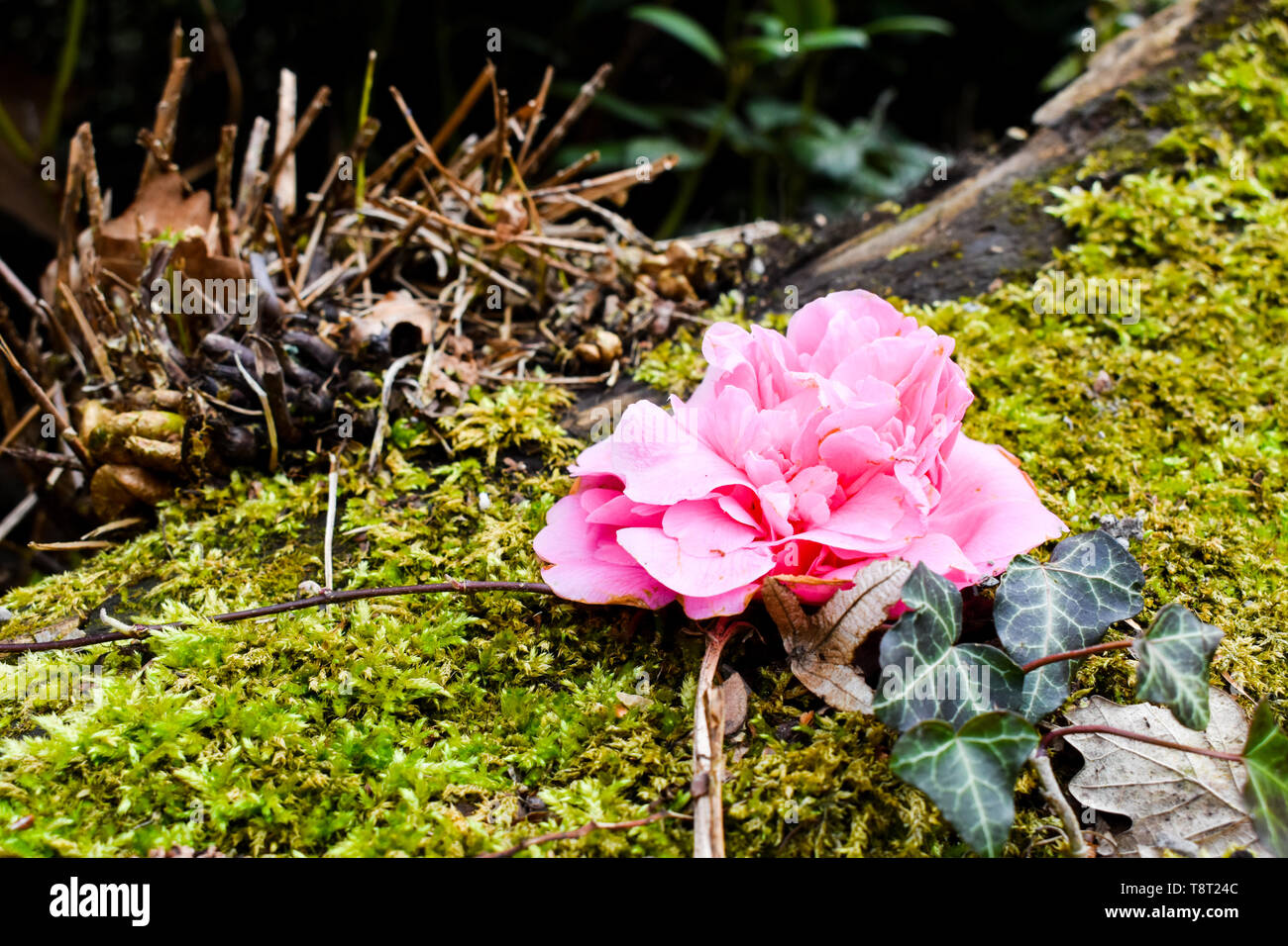 Pink camellia flower on old tree. Stock Photo