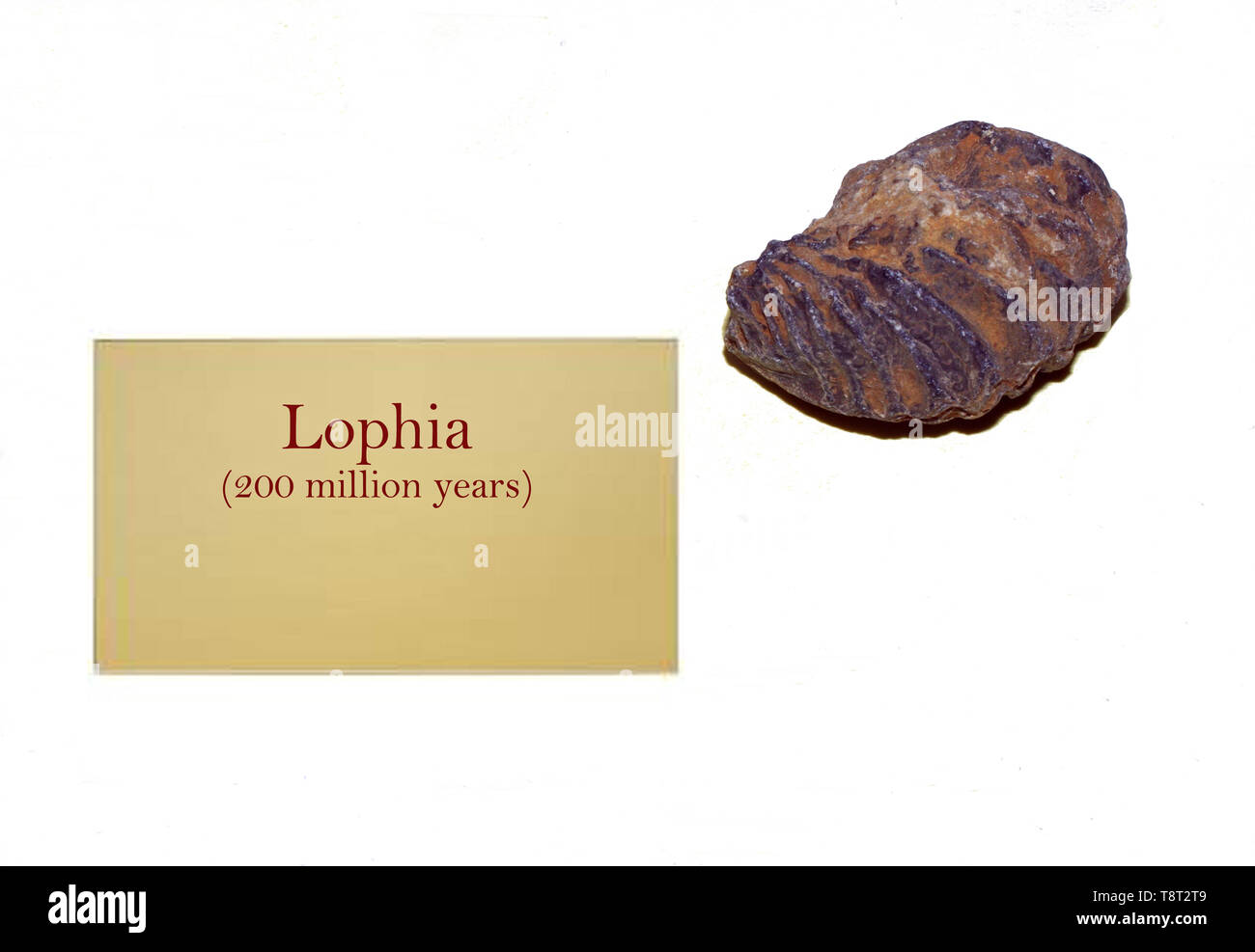 Lophia fossill shell close-up Stock Photo