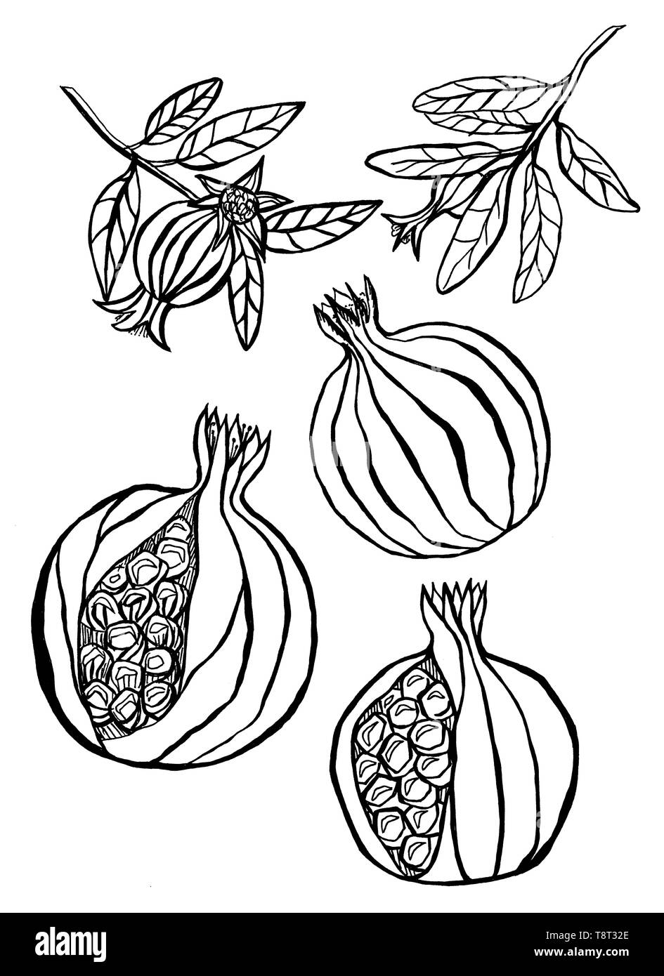 Pomegranate set of hand drawn  illustration. Manual graphics. An ink drawn illustration. Stock Photo