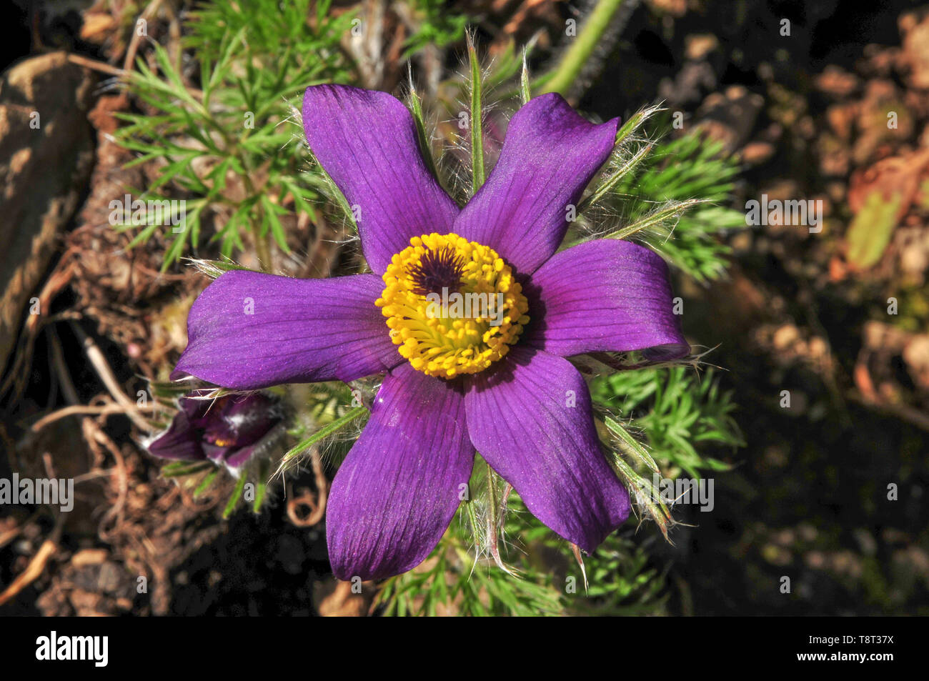 Pulsatilla, solitary pasque flower in bloom Stock Photo