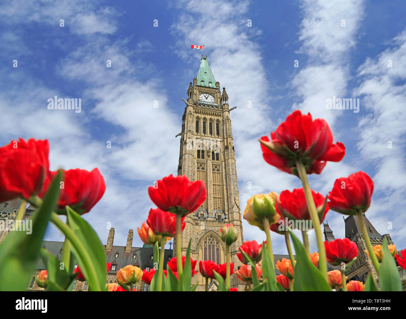 The Parliament of Canada with red tulip flowers in the foreground, Ontario Stock Photo