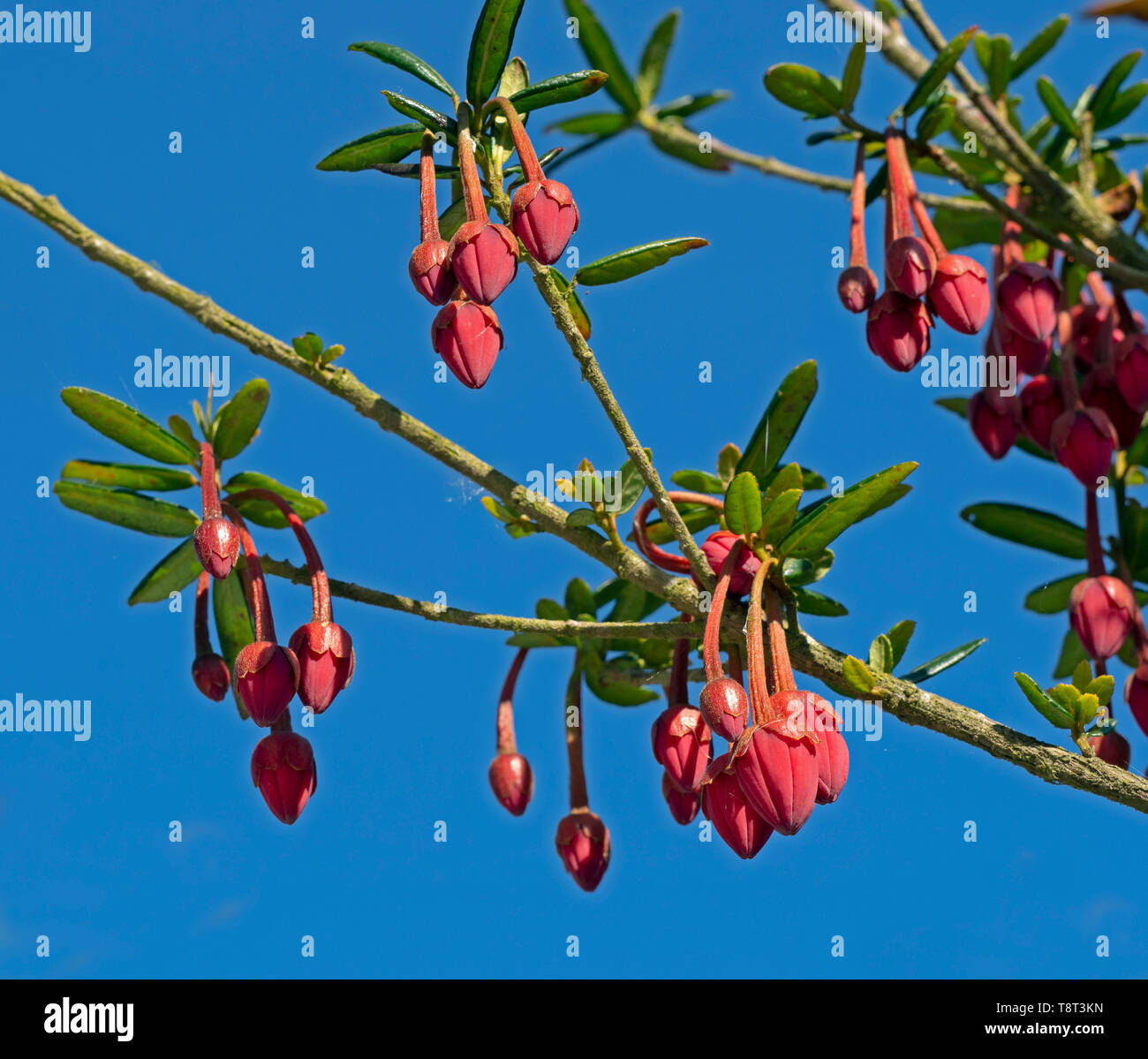 Chilean lantern tree Crinodendron hookerianum Stock Photo