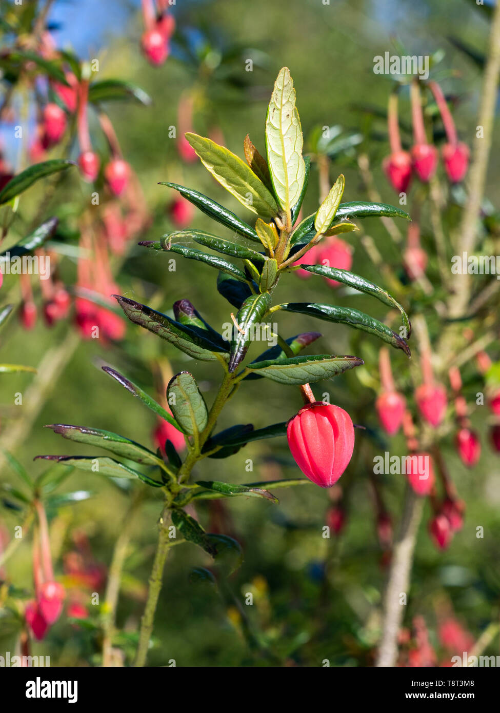 Chilean lantern tree Crinodendron hookerianum Stock Photo