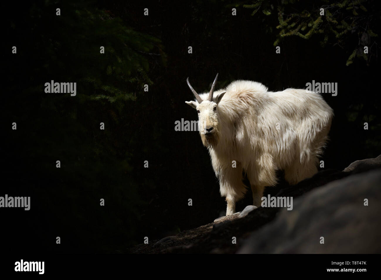 Mountain Goat in full winter pelage against a deep dark forest background Stock Photo