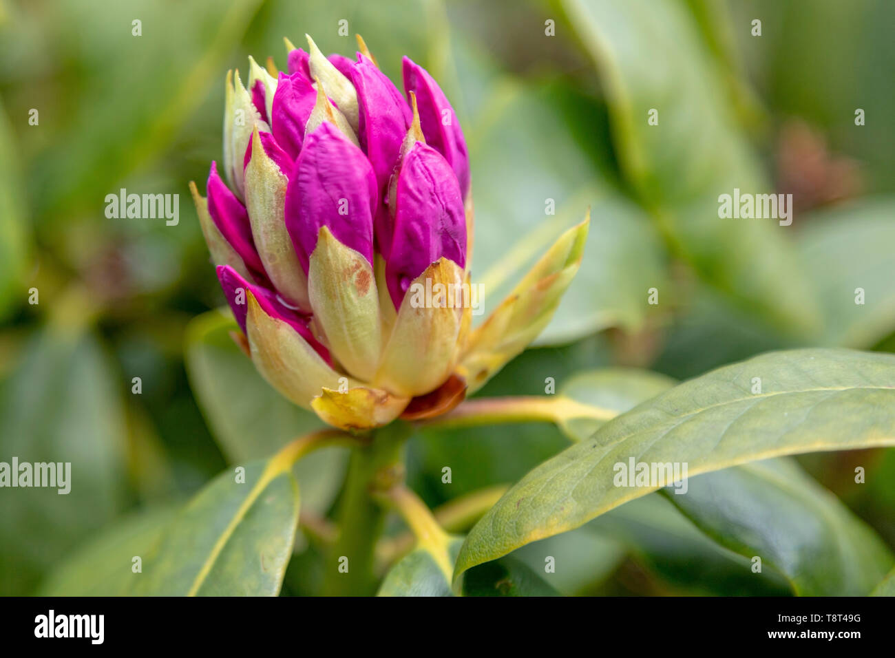 Close-up of budding Rhododendron in Park De Horsten, Wassenaar, South  Holland, The Netherlands Stock Photo - Alamy