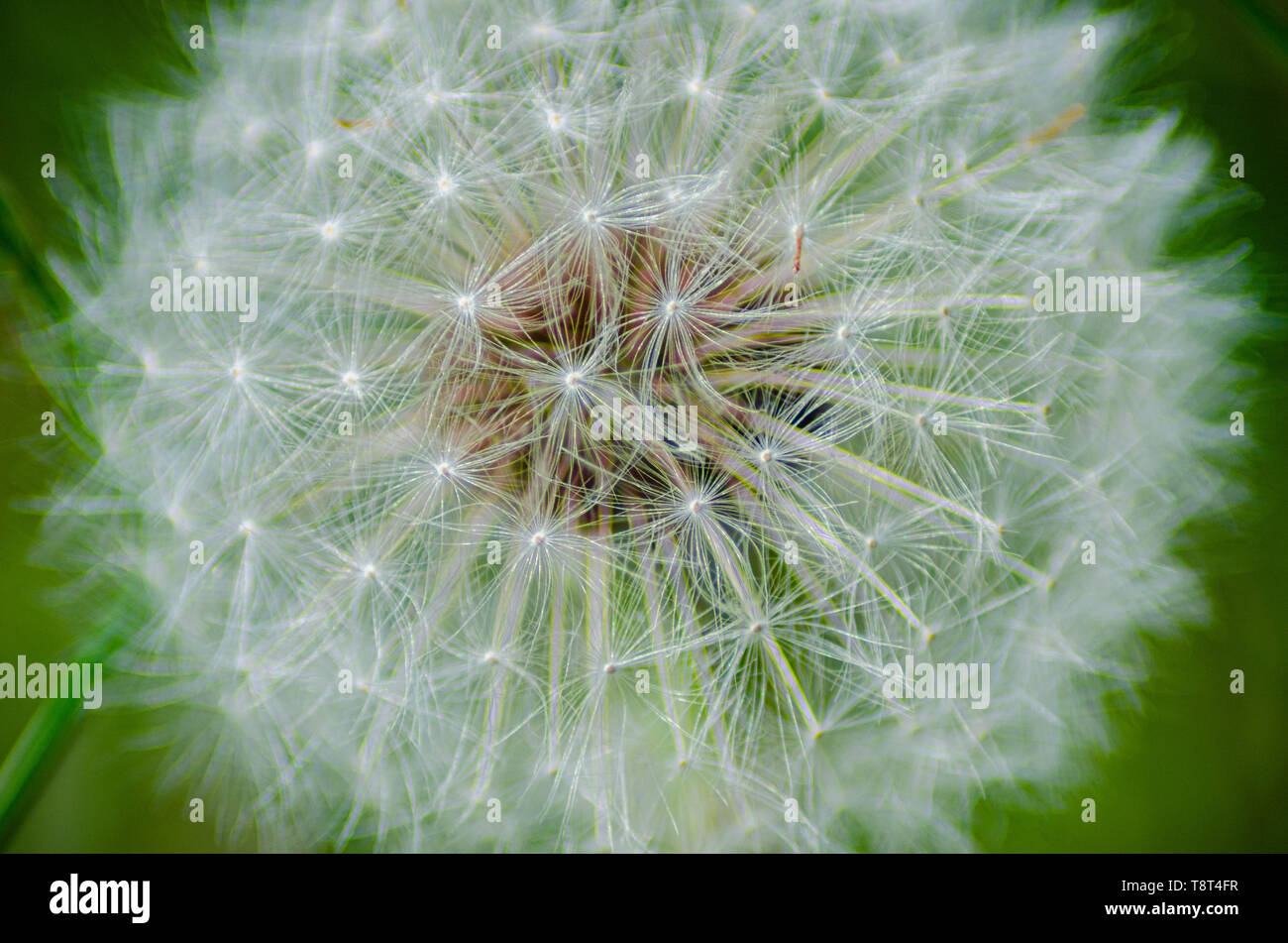 A close up of a dandelion seed head shows the white seed detail. The mature seeds are attached to white, fluffy 'parachutes'. Stock Photo